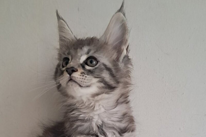 Cai Maine Coon male, black silver spotted tabby
