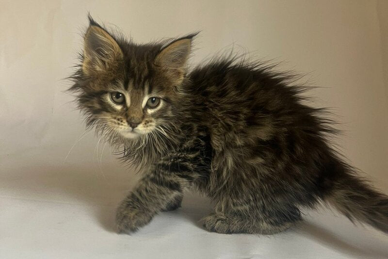 Flora Maine Coon female black tabby - live animals