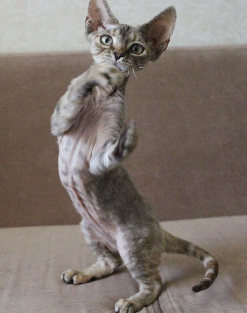 Sheril Devon Rex female, blue tortie tabby