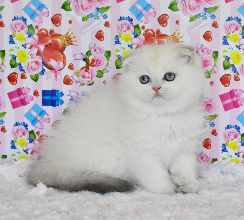Umka Scottish Fold male, blue golden shaded