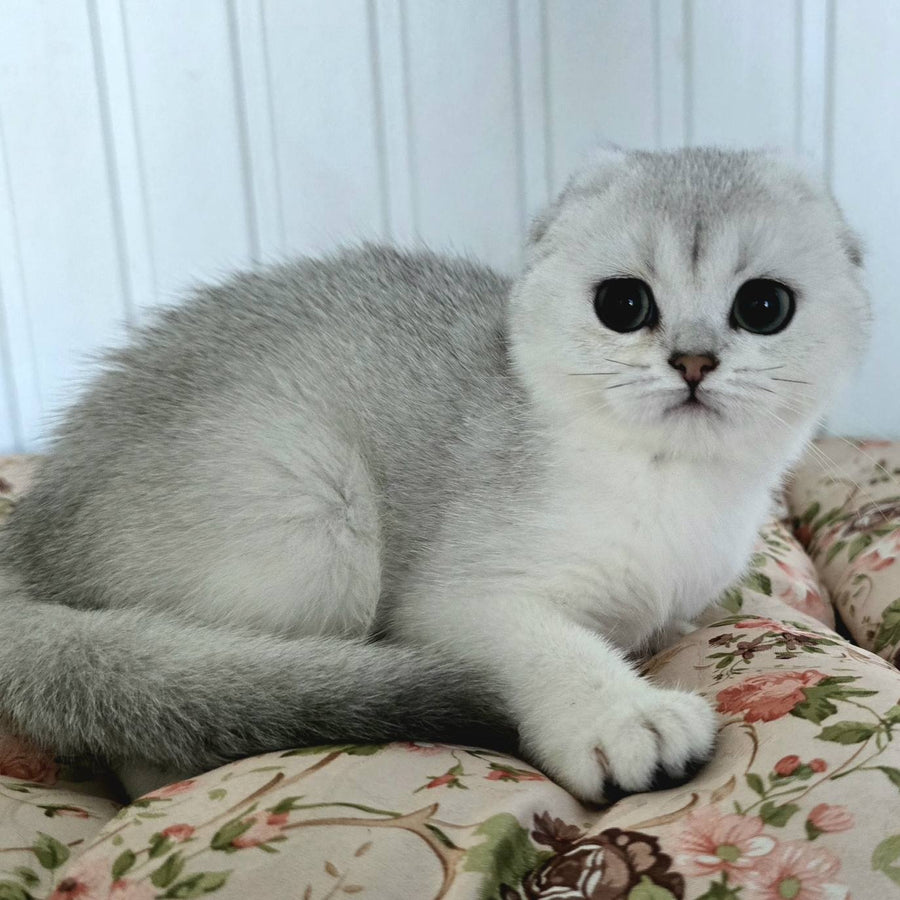 Yahidka Scottish Fold female, black silver shaded