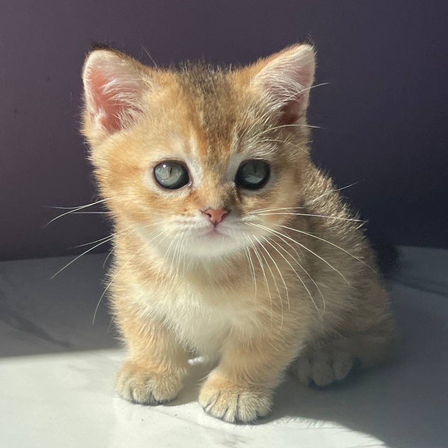 Bill Munchkin male, black golden ticked tabby
