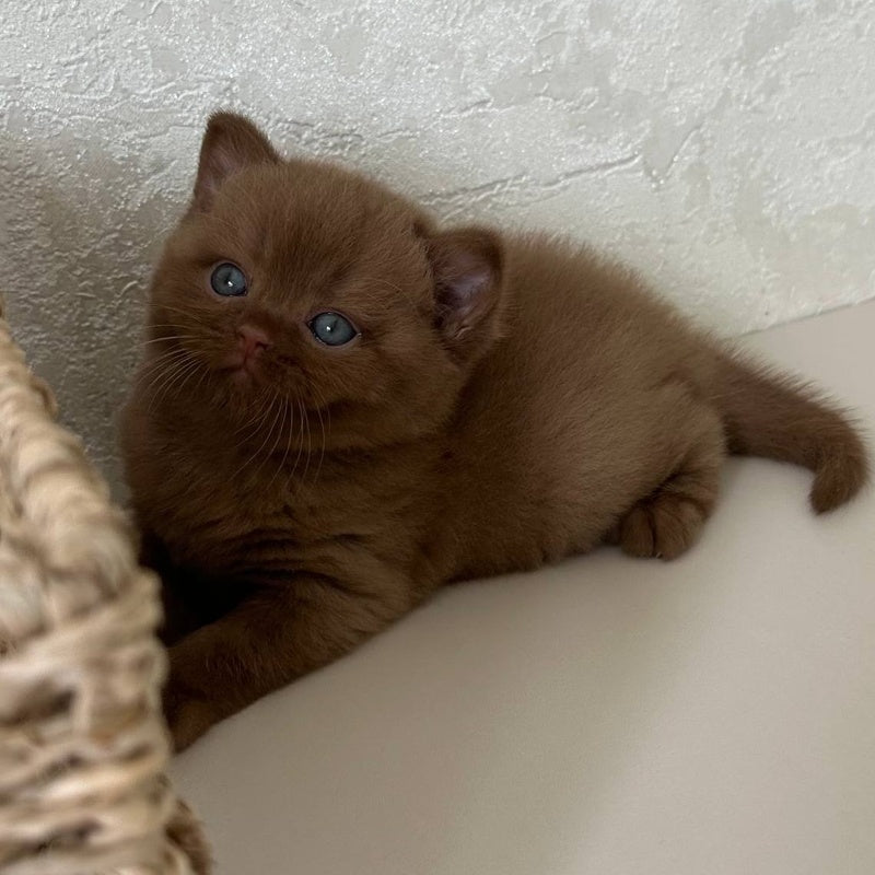 Ewa British Shorthair female, cinnamon