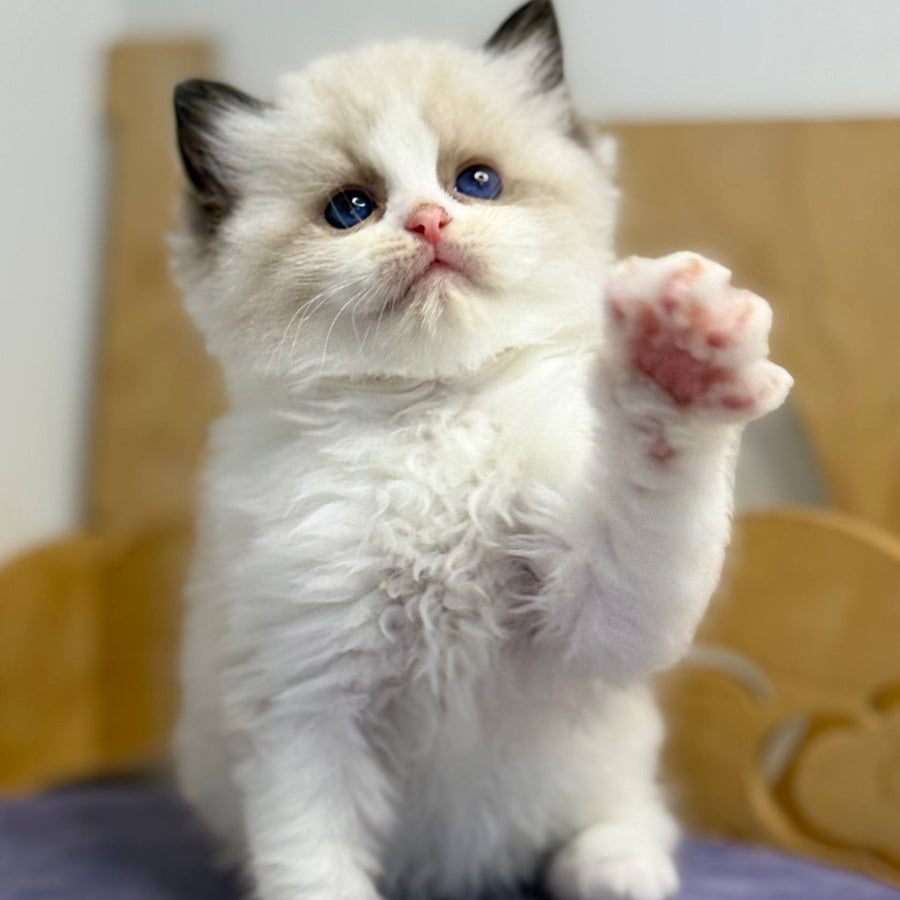 Ronald Ragdoll male, black bicolour
