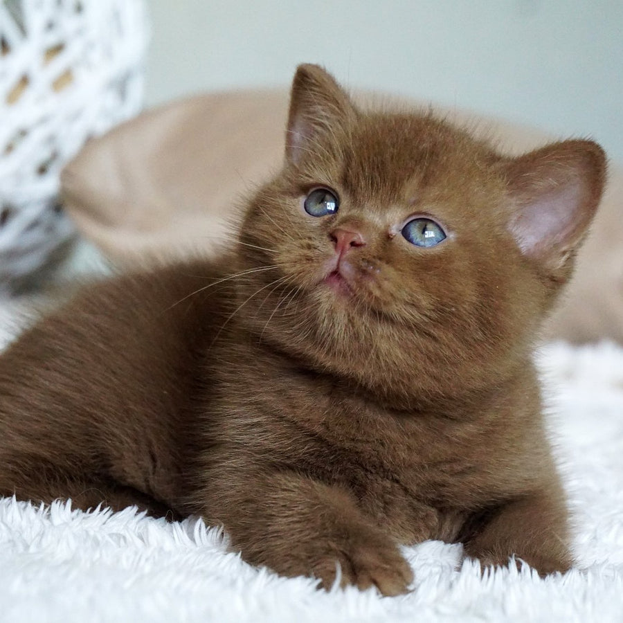 Miki British Shorthair male, cinnamon