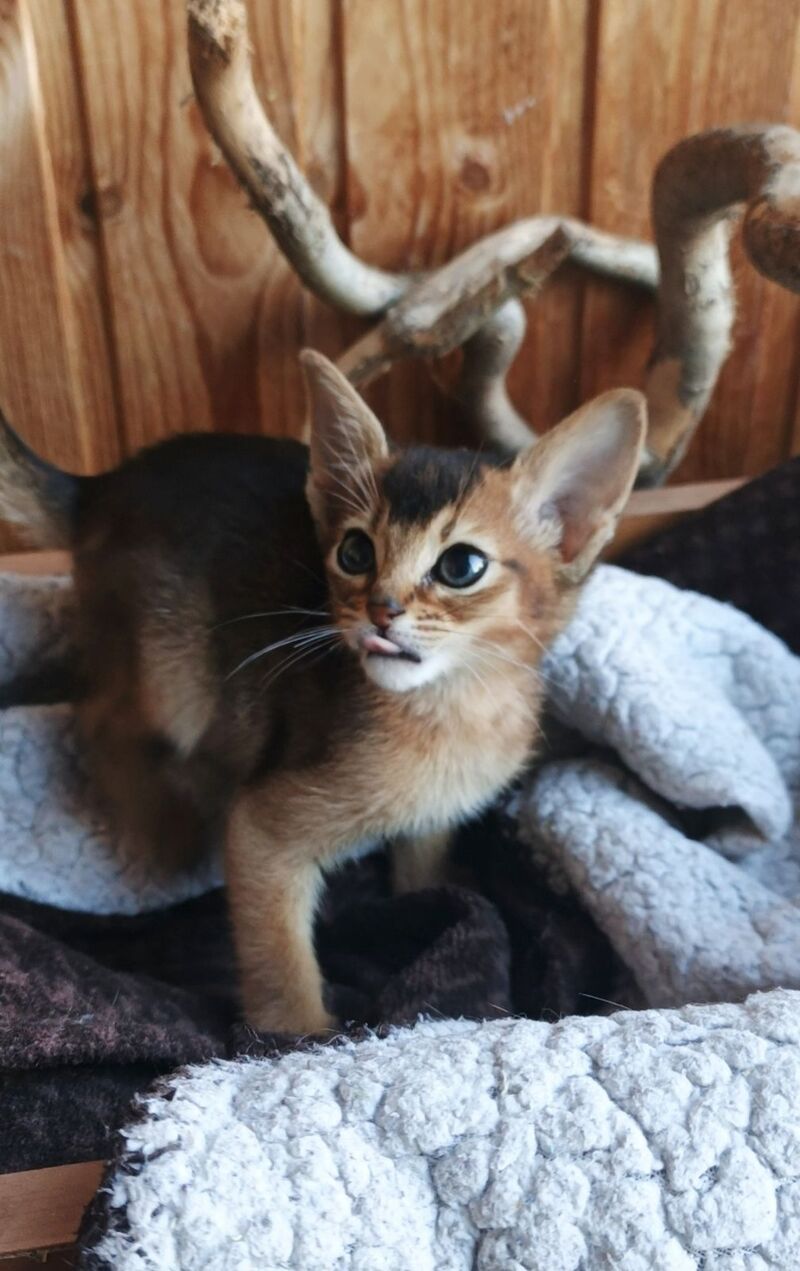 Grace Abyssinian female ruddy - live animals