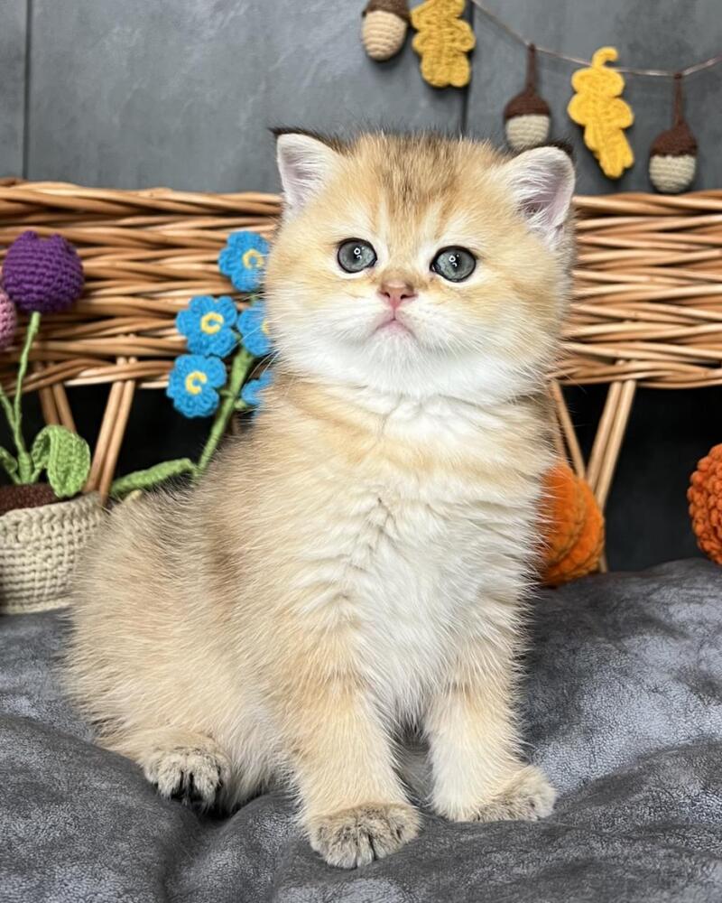 Flora Scottish Straight female, black golden shaded