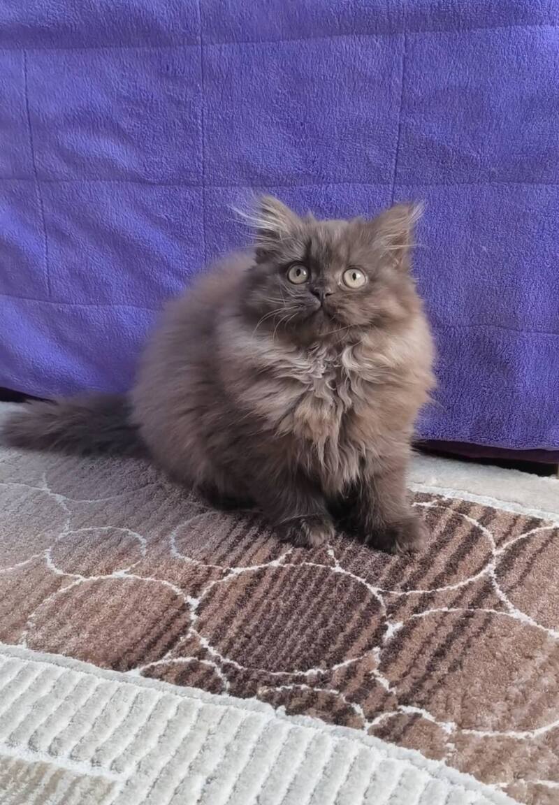 Elly British Longhair female, chocolate