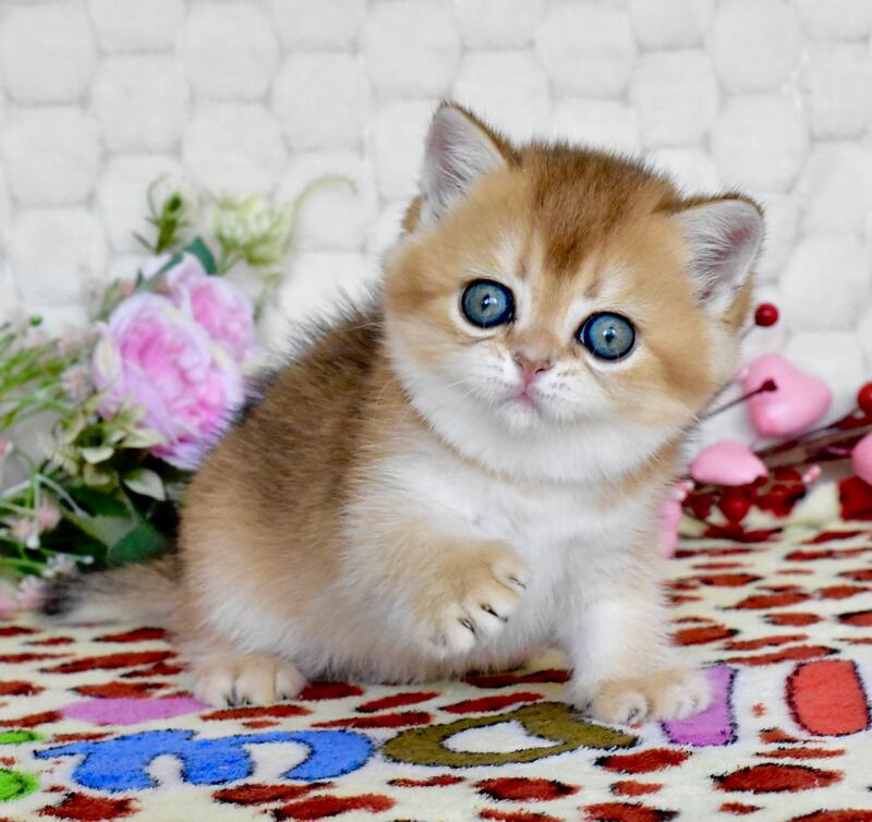 Wayllet British Shorthair female black golden shaded - live animals