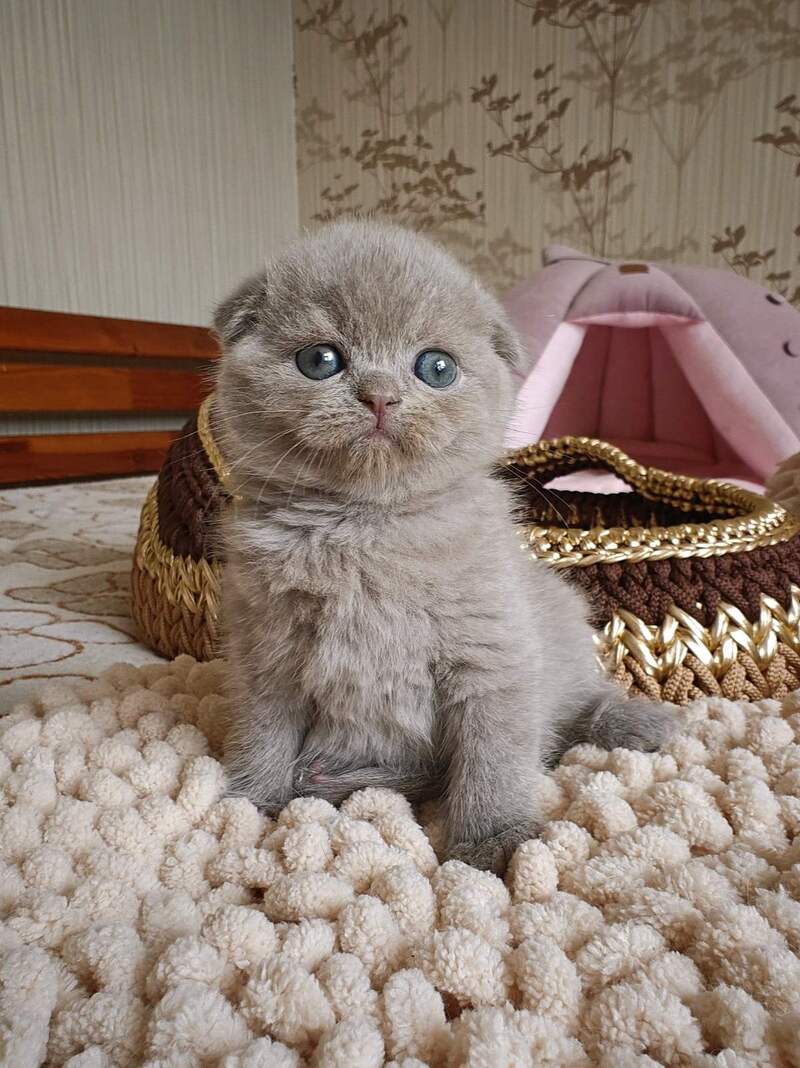 Umi Scottish Fold male, lilac