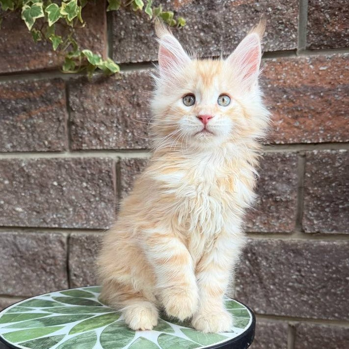 Xan Maine Coon male, red silver tabby