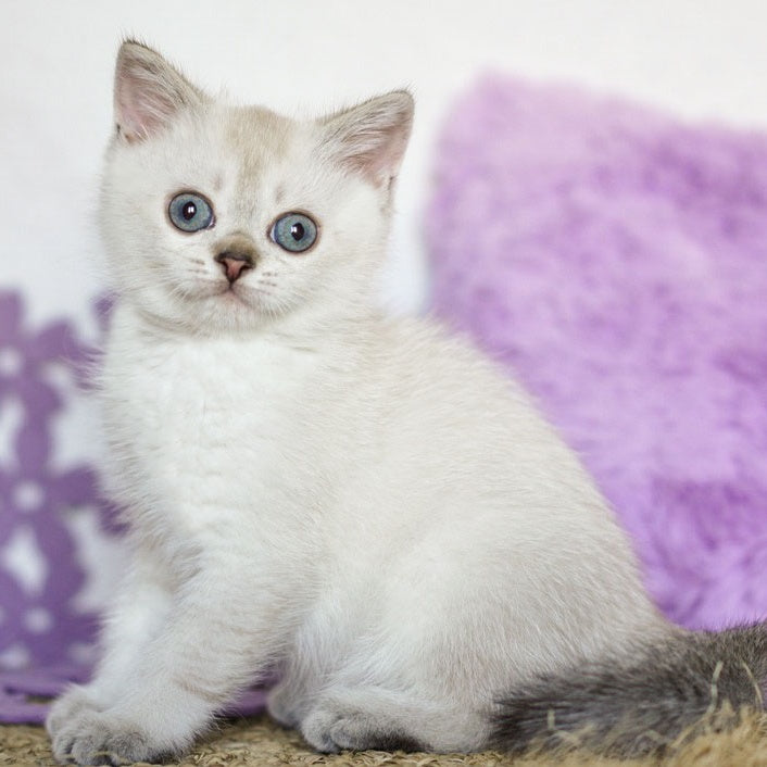 Uiliam Scottish Straight male, black ticked tabby pointed