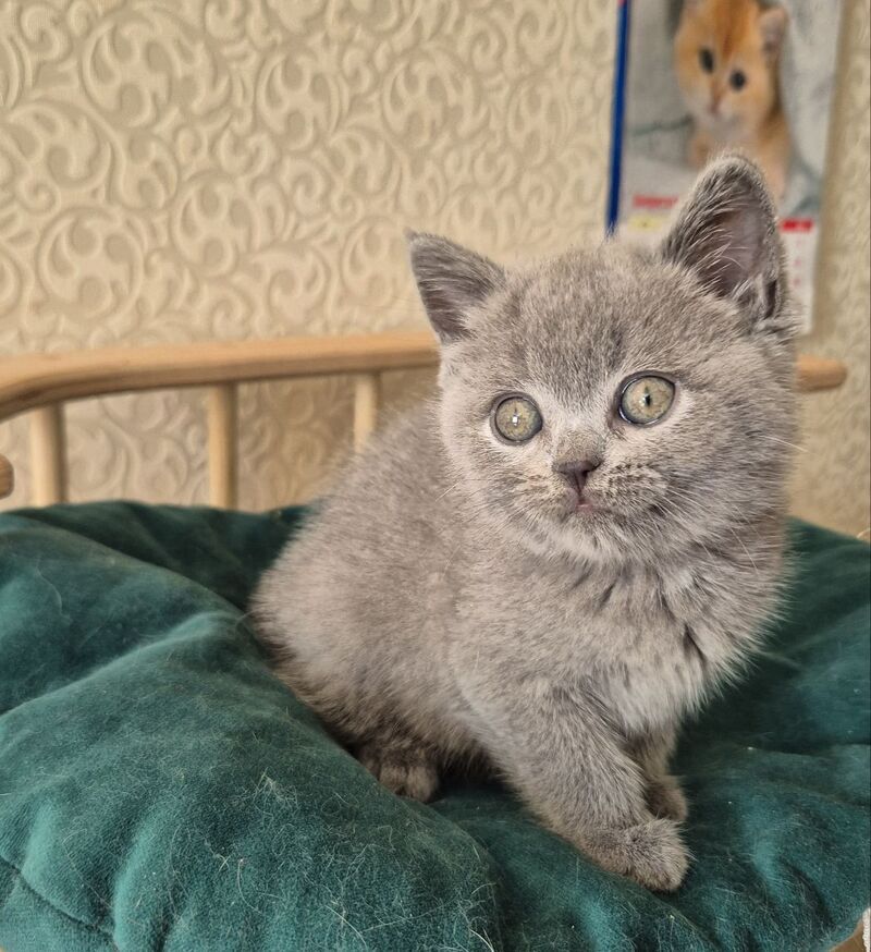 Kira Scottish Straight female blue - live animals