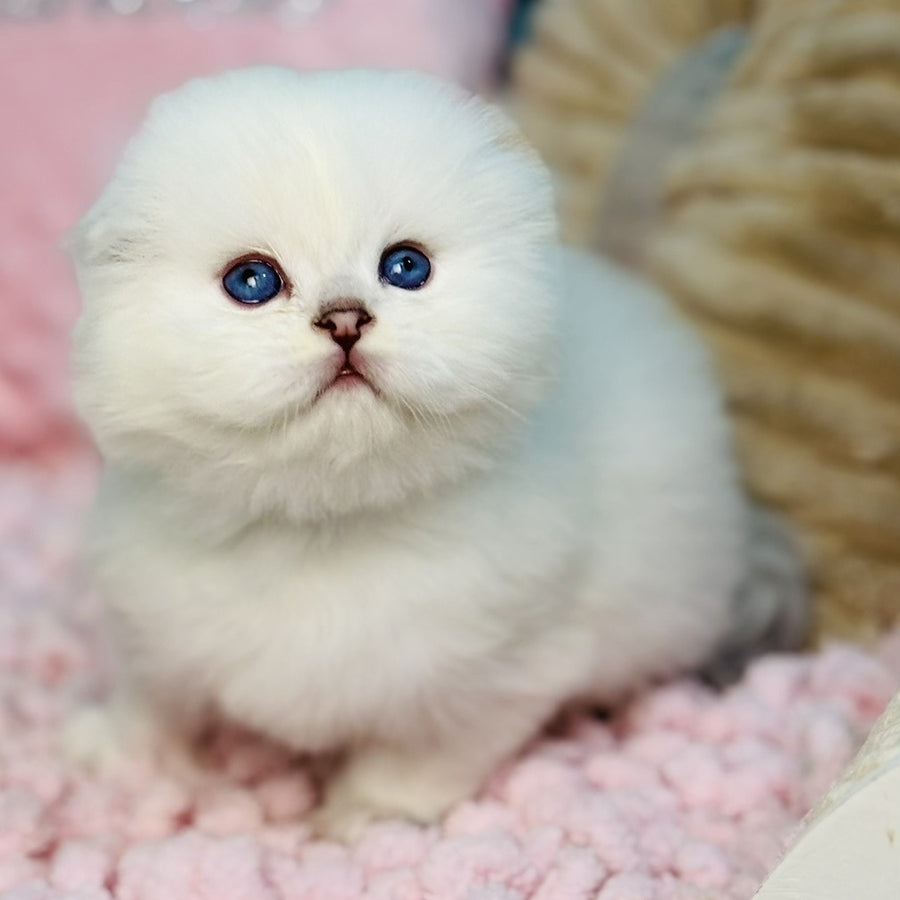 Ice Scottish Fold male, black silver shaded pointed