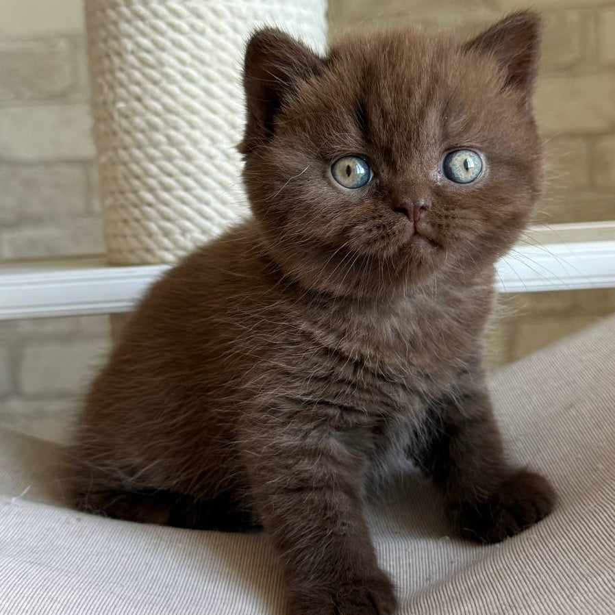 Bruno British Shorthair male, chocolate