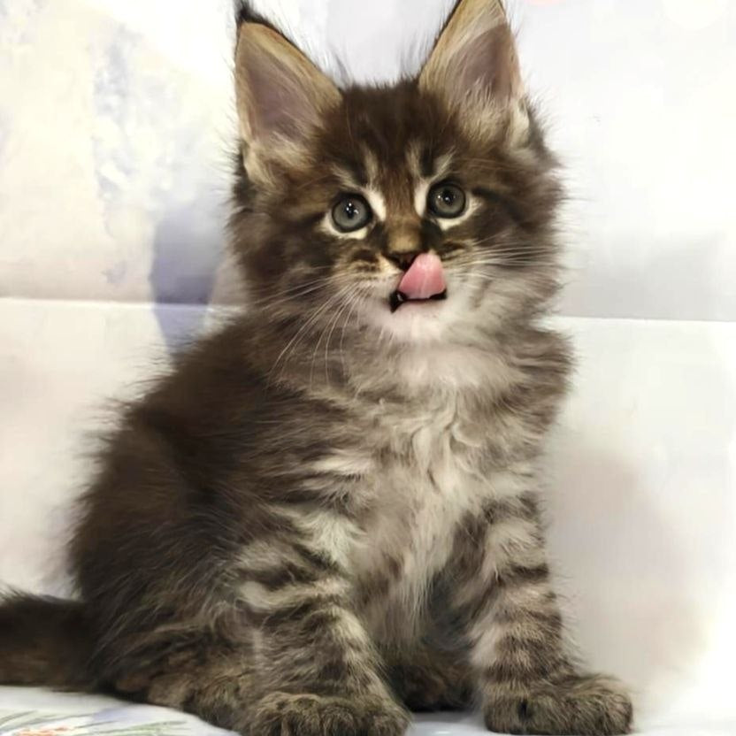 Teddy Maine Coon polydactyl 6x6x6x6 male, black tabby