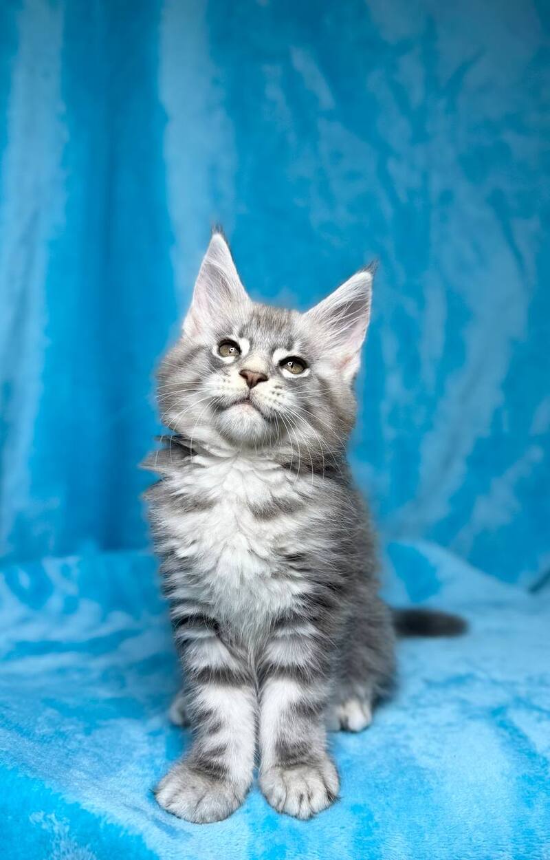 Melissa Maine Coon female, blue silver tabby