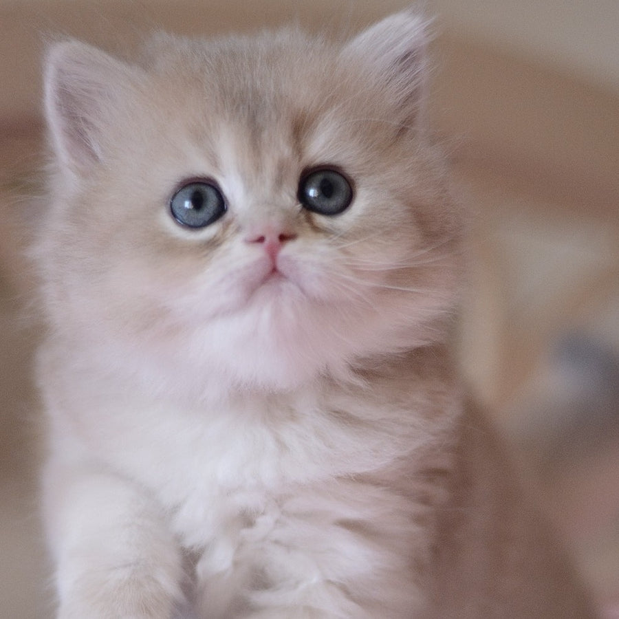 York British Longhair male, blue golden chinchilla