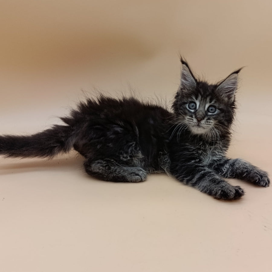Orion Maine Coon male, black silver tabby