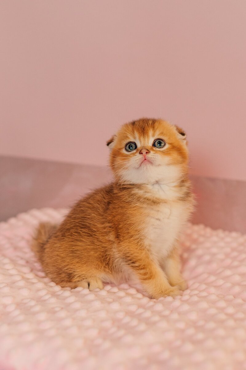Vangog Scottish Fold male, black golden ticked tabby