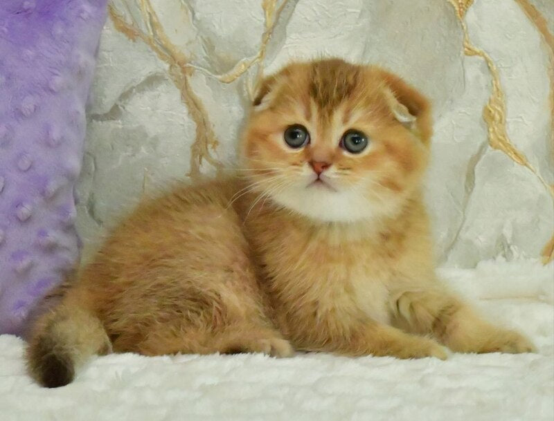 Josie Scottish Fold female, chocolate golden shaded