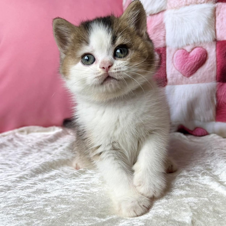 Iriska British Shorthair female, black golden ticked tabby bicolour