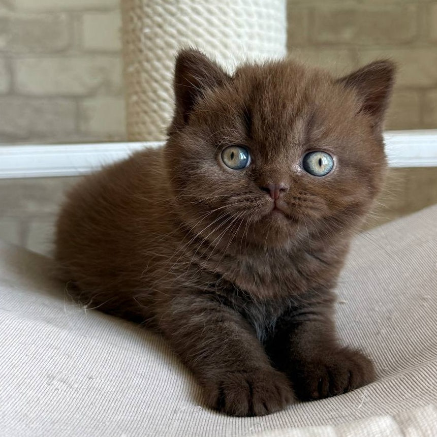 Bruno British Shorthair male, chocolate