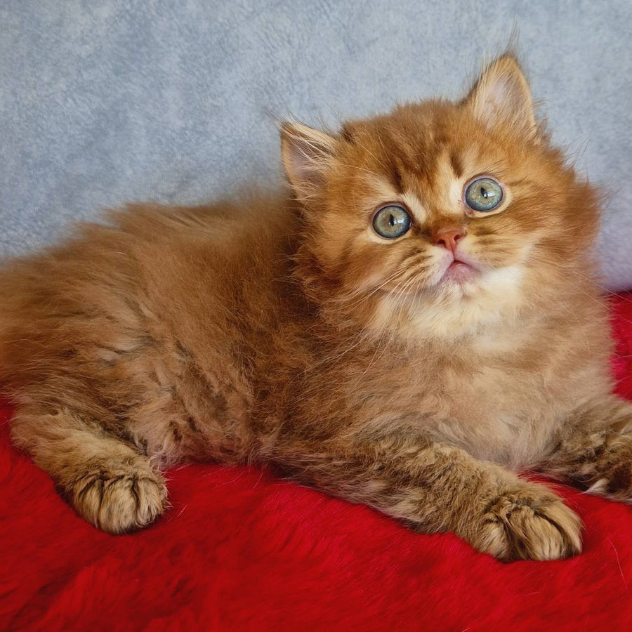Dustin British Longhair male, chocolate golden ticked tabby