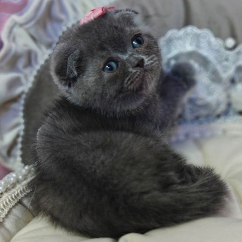 Xena Scottish Fold female, blue