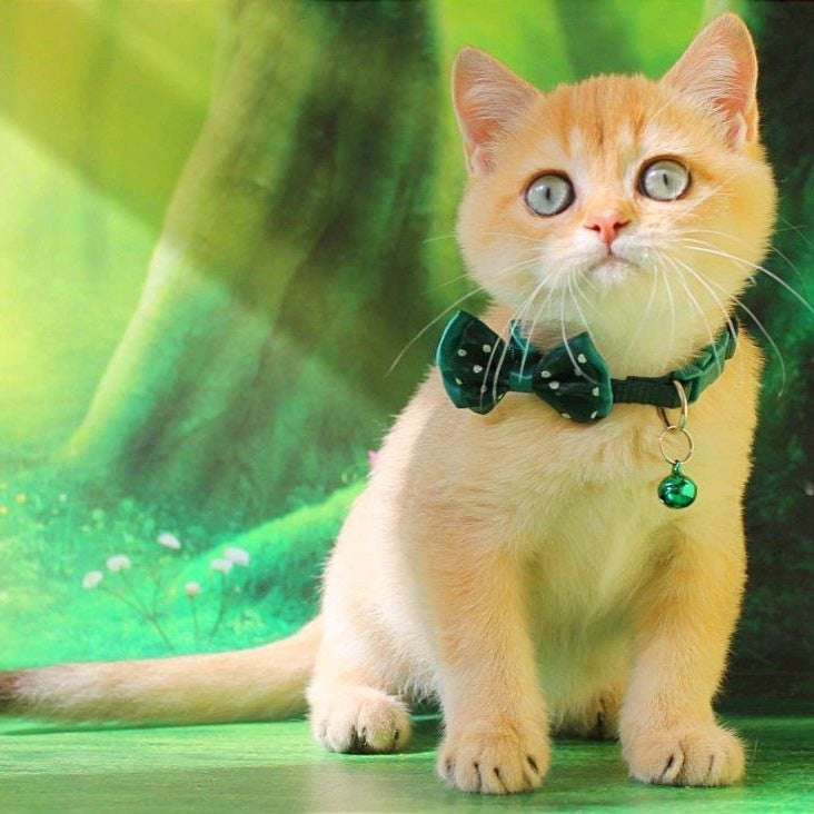 Kay British Shorthair male, chocolate golden shaded
