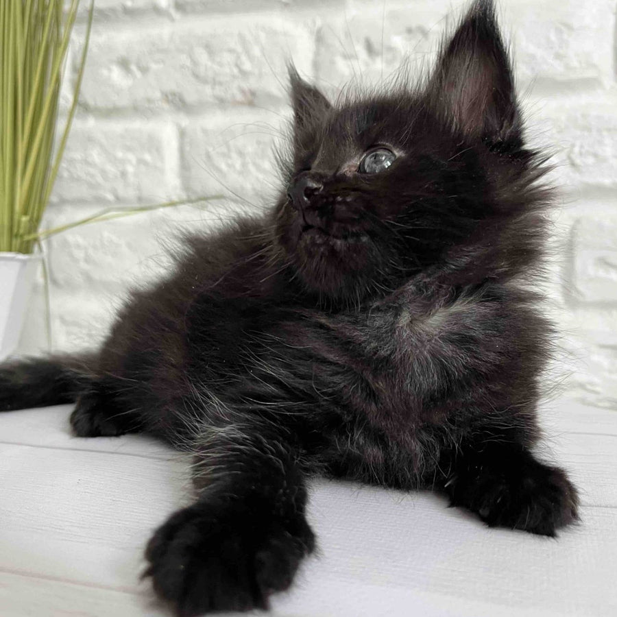 Julie Maine Coon female, black