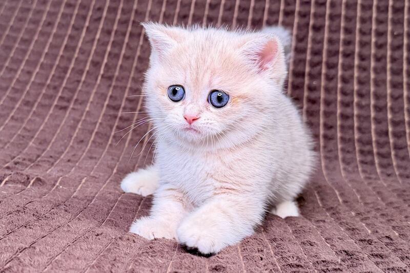 Marsi Munchkin female, blue golden tabby