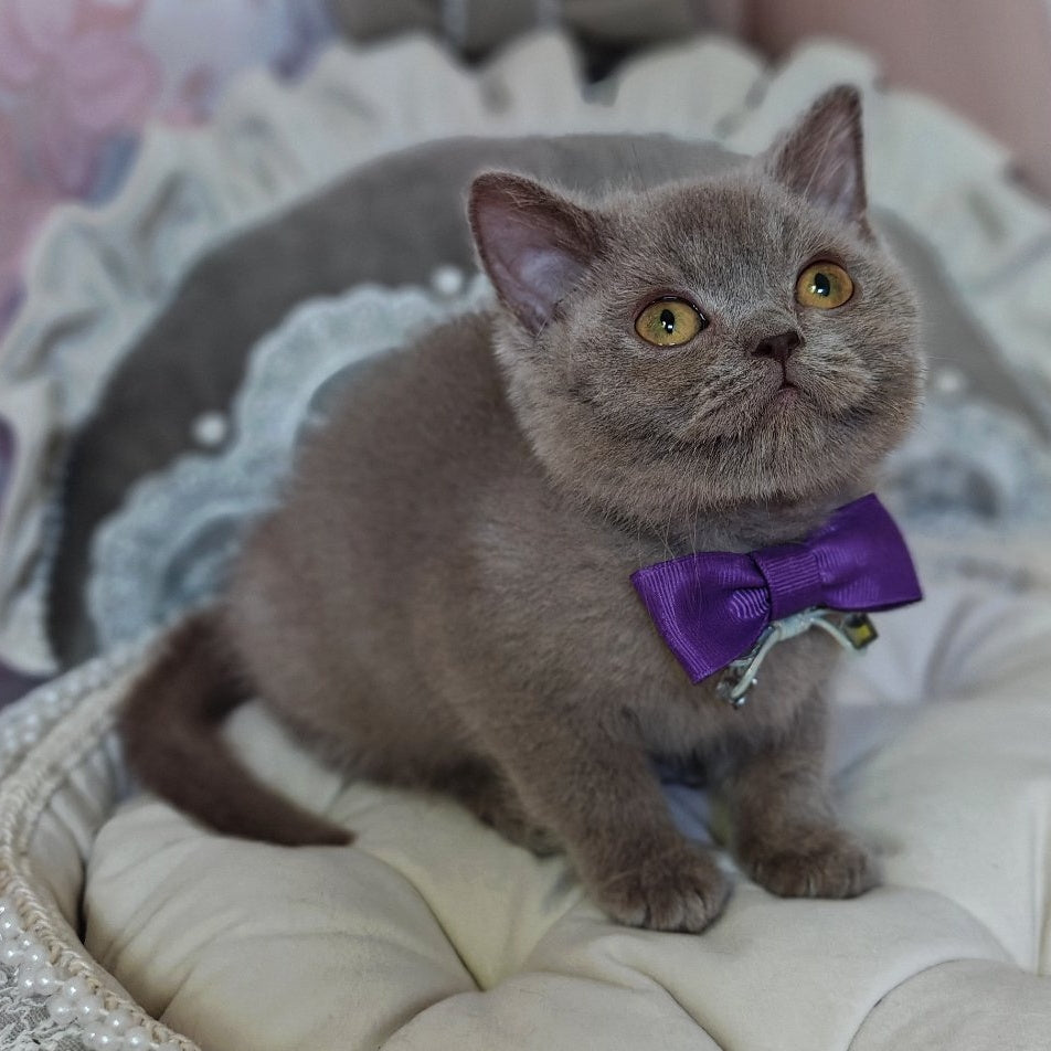Vito British Shorthair male, lilac