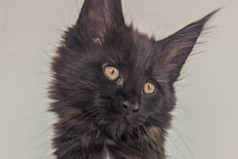 Carmen Maine Coon female, black