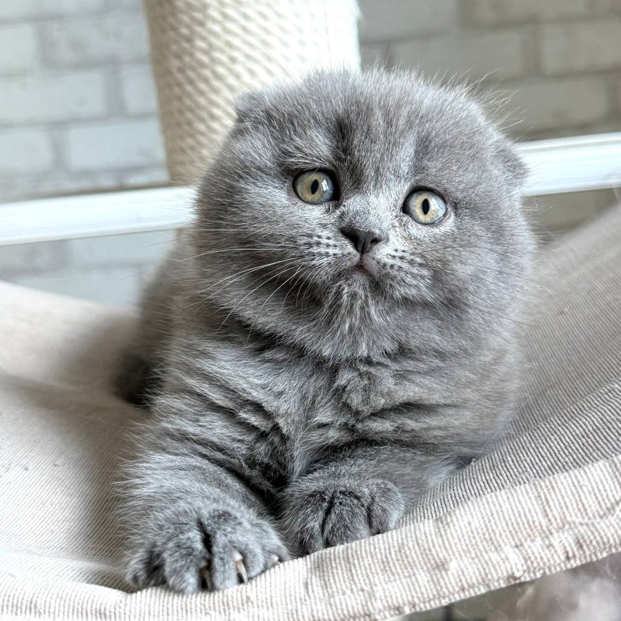 Nora Scottish Fold female, blue