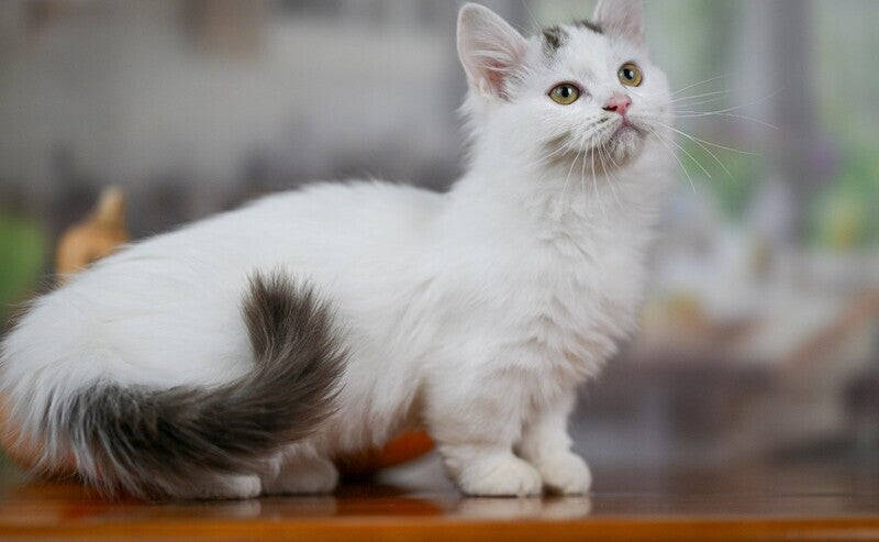 Limonchella Munchkin female, chocolate tabby van