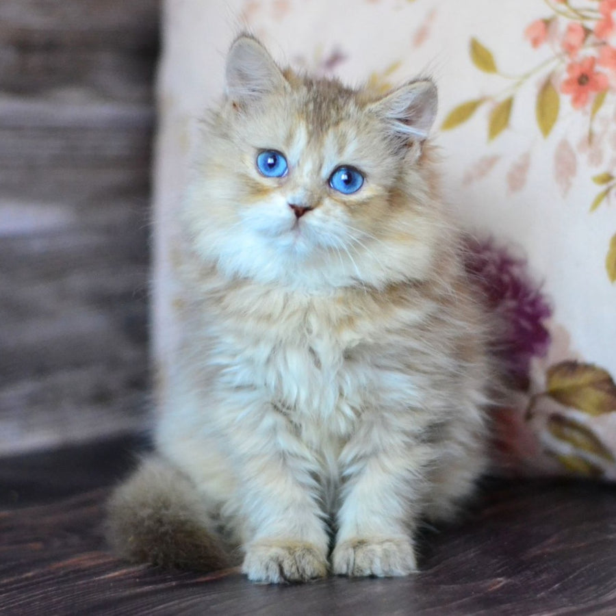 Hloya British Longhair female, chocolate golden ticked tabby bicolour