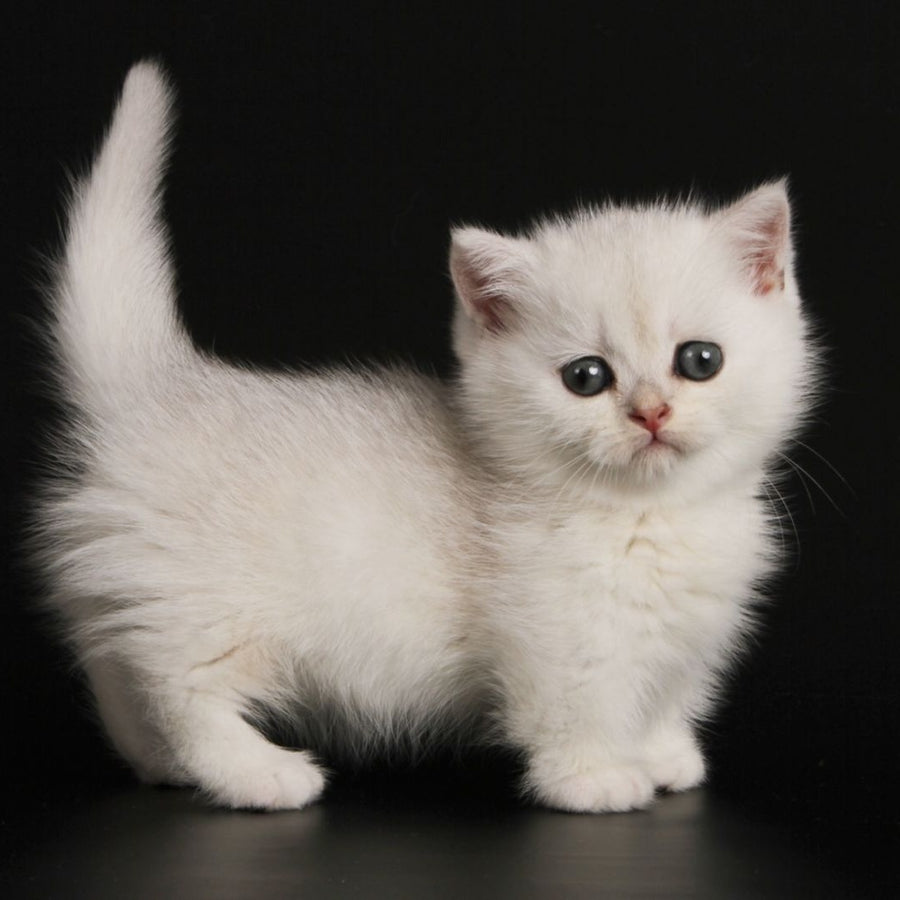 Xevan Munchkin male, black silver shaded