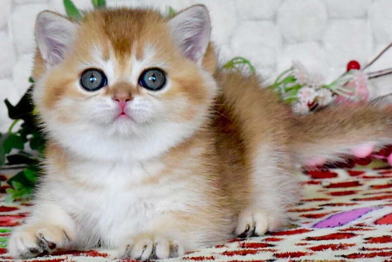 Warya British Shorthair female black golden shaded - live animals