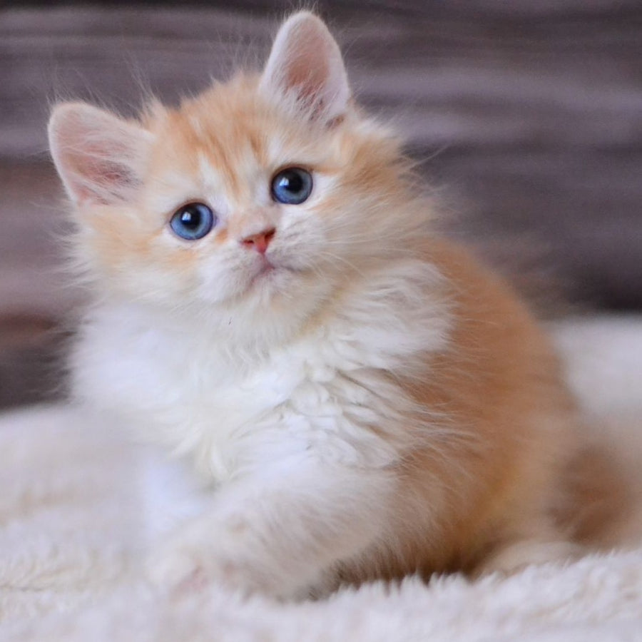 Ian British Longhair male, red ticked tabby bicolour
