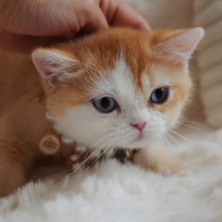 Veronica British Shorthair female, chocolate tortie golden chinchilla with white