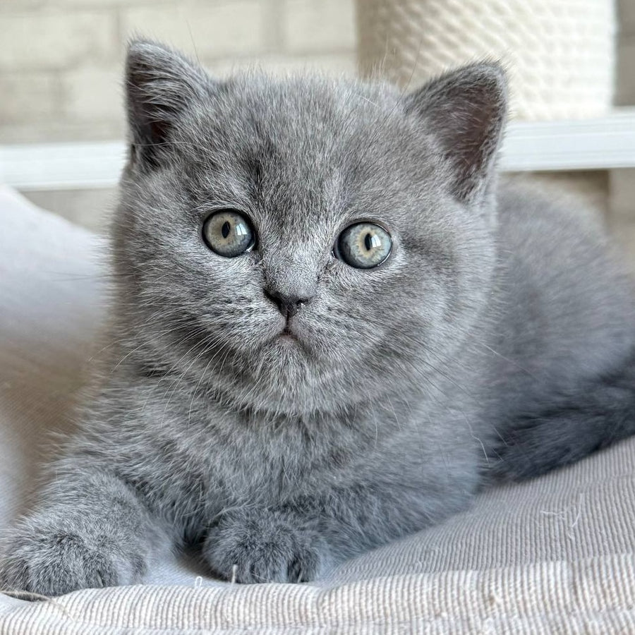 Nolan Scottish Straight male, blue