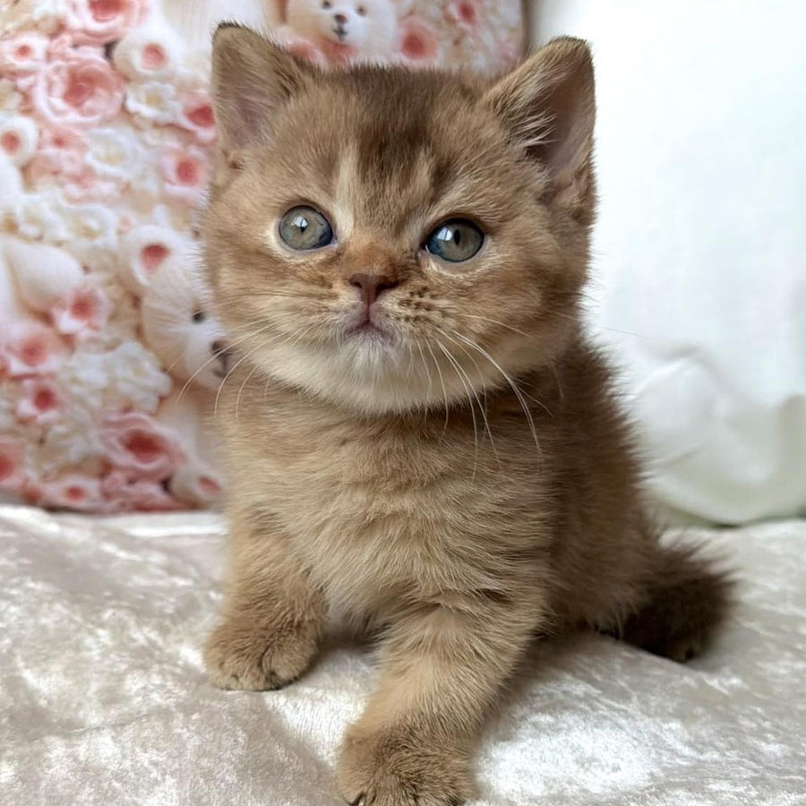 Molly British Shorthair female, cinnamon ticked tabby