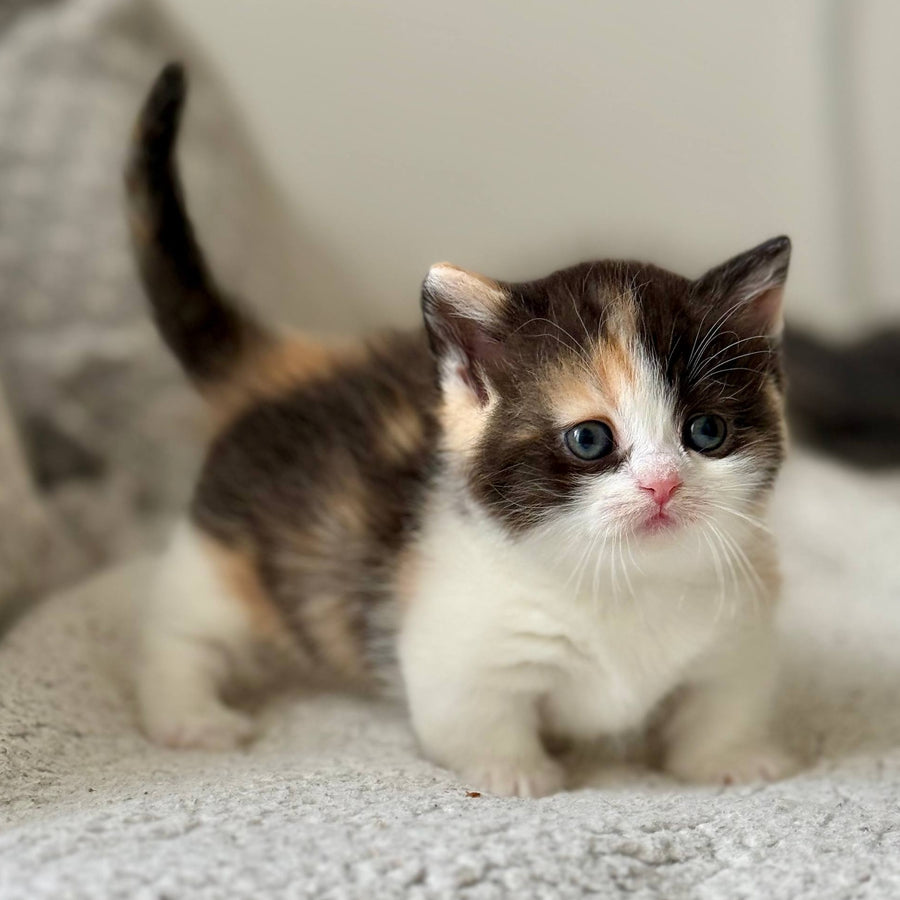 Bibi Munchkin female, black tortie bicolour