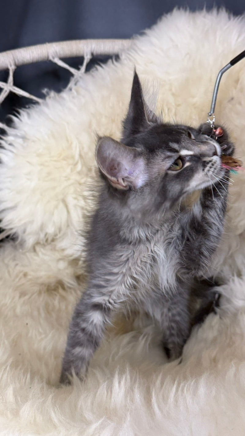 Quest Maine Coon male, blue ticked tabby