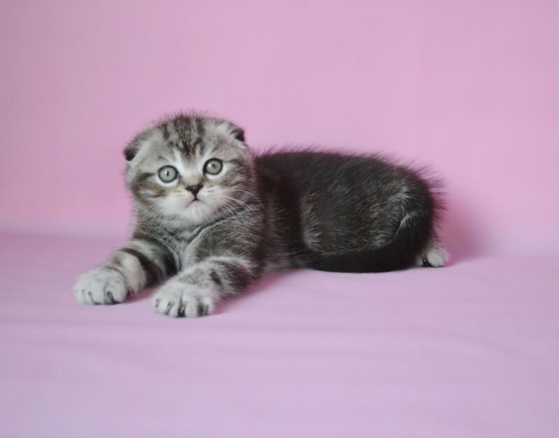 Misha Scottish Fold male, black silver tabby