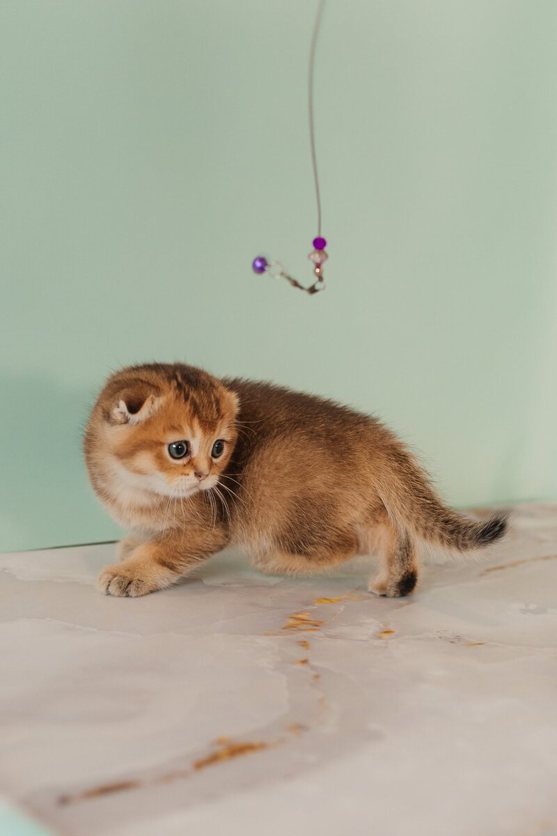 Velur Scottish Fold male, black golden ticked tabby