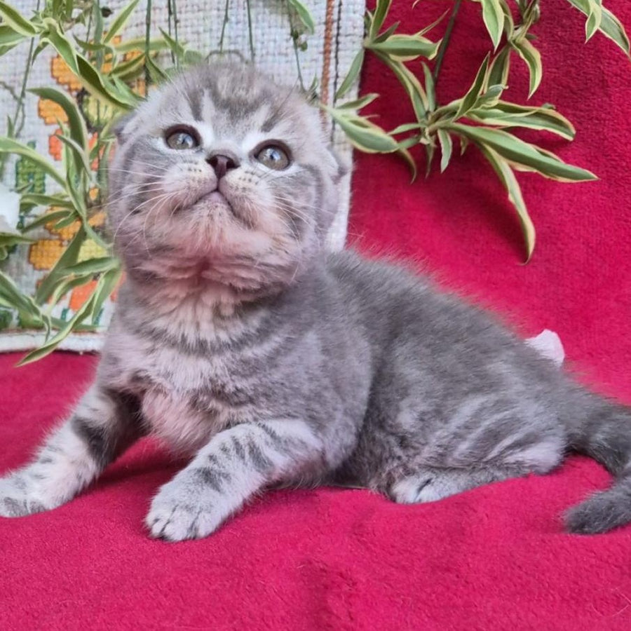 Molly Scottish Fold female, blue tabby