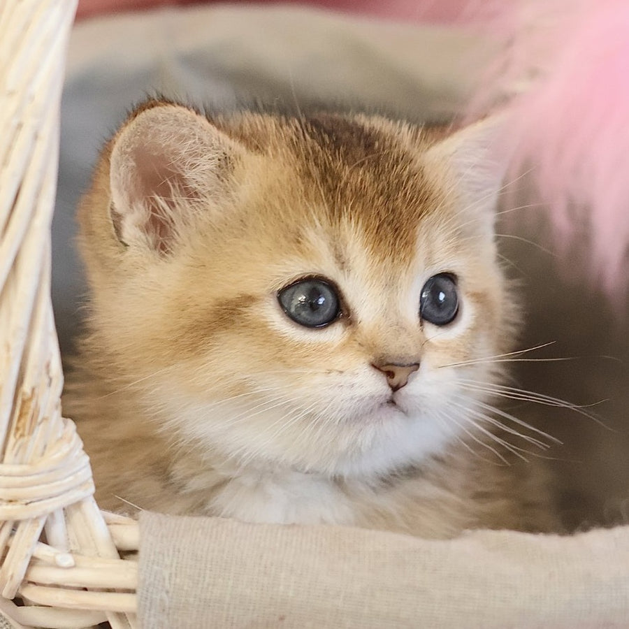 Elza Scottish Straight female, black golden ticked tabby