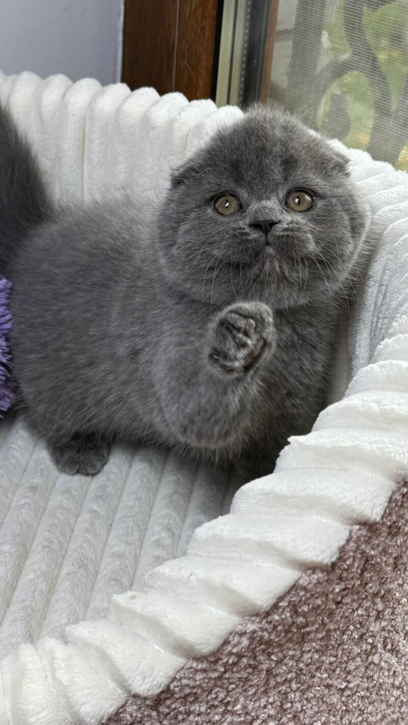 Bonnie Scottish Fold female, blue